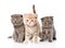 Group baby kittens sitting in front. on white background