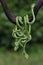 A group of baby Lesser Sunda pit vipers crept along a dry tree branch.