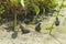 Group of Baby Moorhens On A Duckweed Filled Pond