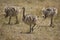 Group of baby Ostrich