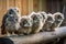 a group of baby owls, heads tilted and curious, on a wooden perch