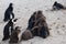 Group of baby penguins with adults nearby