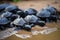 group of baby turtles huddled together, on their journey to the ocean