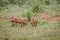 Group of baby Warthog piglets running