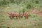 Group of baby Warthog piglets running