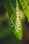 The Group Of Baby Worm Moth Caterpillars On Green Mango Tree Leaf With Sun Lighting and Shadows. Caterpillar Babies Colony On