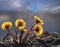 Group of back lit coltsfoot