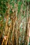 Group of bamboo trunks in the rainforest