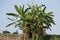 Group Banana tree