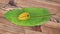 Group of bananas placed on banana leaf. On wooden table. Isolated on white background.