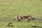 Group of banded mongooses in the african savannah.