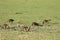 Group of banded mongooses in the african savannah.