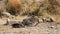 A group of banded-mongooses feed from a wildebeest carcass in the Masai Mara