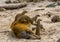 Group of banded mongooses sitting on top of a red river hog, tropical animal species from Africa, animal togetherness