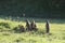 Group of banded mongooses standing in the african savannah.