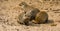 Group of banded mongooses together in the sand, tropical animal specie from Africa