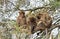 A group of Barbary macaques