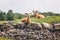 Group of barbary sheep wild goats antelope lying resting on rocks during hot summer day. Herd of wild Texas aoudad goats with