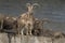 Group of barbary sheeps in a wall