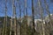 Group of bare trees in near of KlÃ¶ntalersee lake