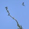 Group of barn swallows Hirundo rustica sitting on a bare branch, one of the birds is flying into the blue sky, copy space