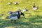 A group of Barnacle geese feed on grass in a park