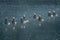 Group of barnacle geese swimming on dark water