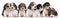 Group of Beagle puppies, 4 weeks old, sitting