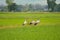 group beaked bird with rice fields background