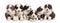 Group of Bearded Collie puppies, 6 weeks old, sitting in a row a