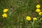 A group of Beatiful Yellow Hypochaeris Radicata Flowers