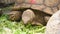 Group of beautiful aged African spurred tortoise in zoo park eating fresh vegetables as human pet friend. Turtles eating green