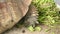 Group of beautiful aged African spurred tortoise in zoo park eating fresh vegetables as human pet friend. Turtles eating green