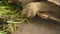 Group of beautiful aged African spurred tortoise in zoo park eating fresh vegetables as human pet friend. Turtles eating green