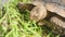 Group of beautiful aged African spurred tortoise in zoo park eating fresh vegetables as human pet friend. Turtles eating green