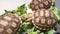 Group of beautiful baby African spurred tortoise in plastic box eating fresh vegetables as human pet friend. Turtles eating green