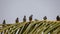Group of beautiful bird Java sparrow & x28;Lonchura oryzivora