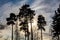 Group of beautiful black silhouettes of fantastic branchy trees without leaves is in a park in autumn against the blue sky with