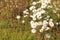 Group of beautiful cute daisy white flowers in the afternoon in Autumn