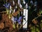 Group of beautiful and delicate first early spring flowers - The Syrian Iris in the garden flower bed