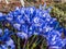 Group of beautiful and delicate first early spring flowers - The Syrian Iris in the garden flower bed