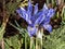 Group of beautiful and delicate first early spring flowers - The Syrian Iris (Iris histrio)