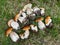 Group of beautiful edible penny bun mushroom lying in grass