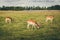 Group of beautiful fallow deers