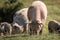 Group of beautiful family of pigs searching and asking for food