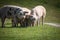 Group of beautiful family of pigs searching and asking for food