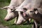 Group of beautiful family of pigs searching and asking for food