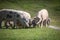 Group of beautiful family of pigs searching and asking for food