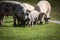 Group of beautiful family of pigs searching and asking for food