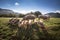 Group of beautiful family of pigs searching and asking for food looking at camera